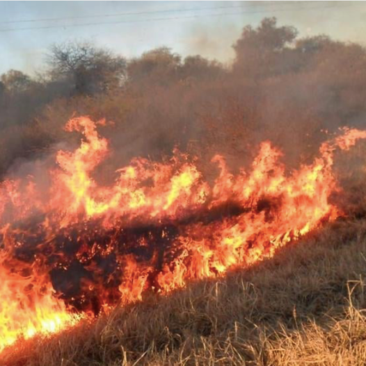 Incendio forestal
