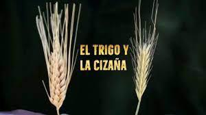 trigo y cizaña